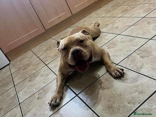 American Bully dogs - Advert 23