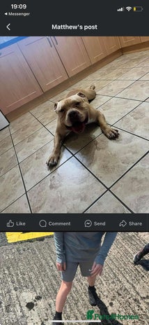 American Bully dogs - Advert 1