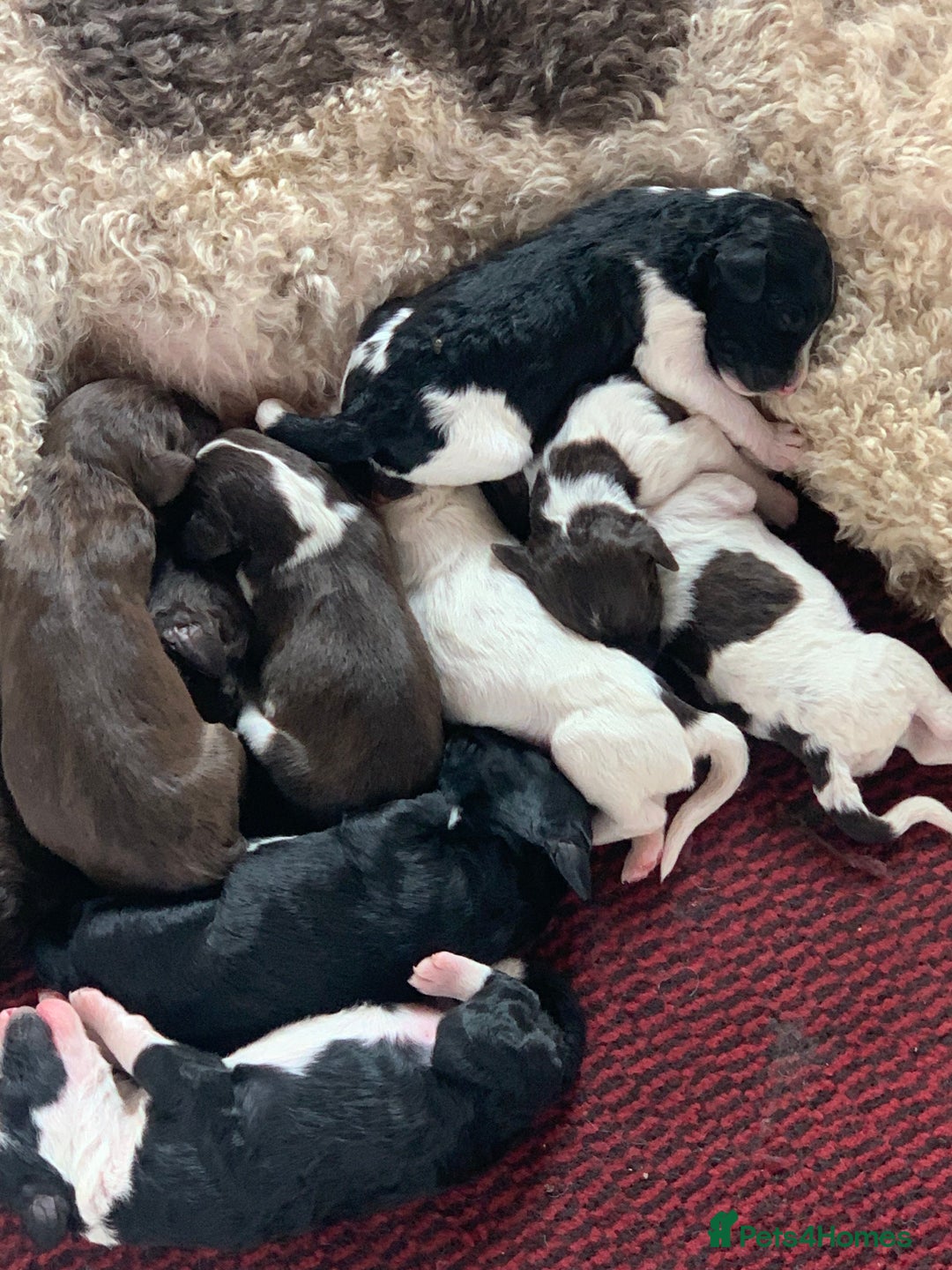 Bernedoodle dogs for sale: F1 Standard Bernedoodle Puppies  - Image 2