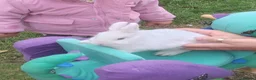 Netherland Dwarf rabbits for sale: Netherland dwarf  - Advert 2