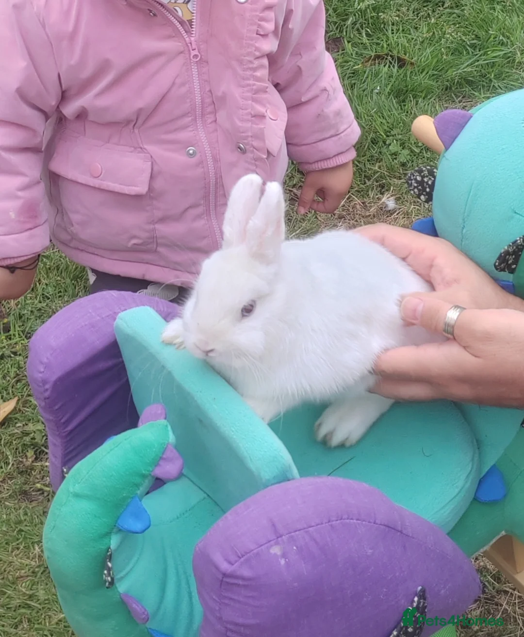 Netherland Dwarf rabbits for sale: Netherland dwarf  - Advert 2