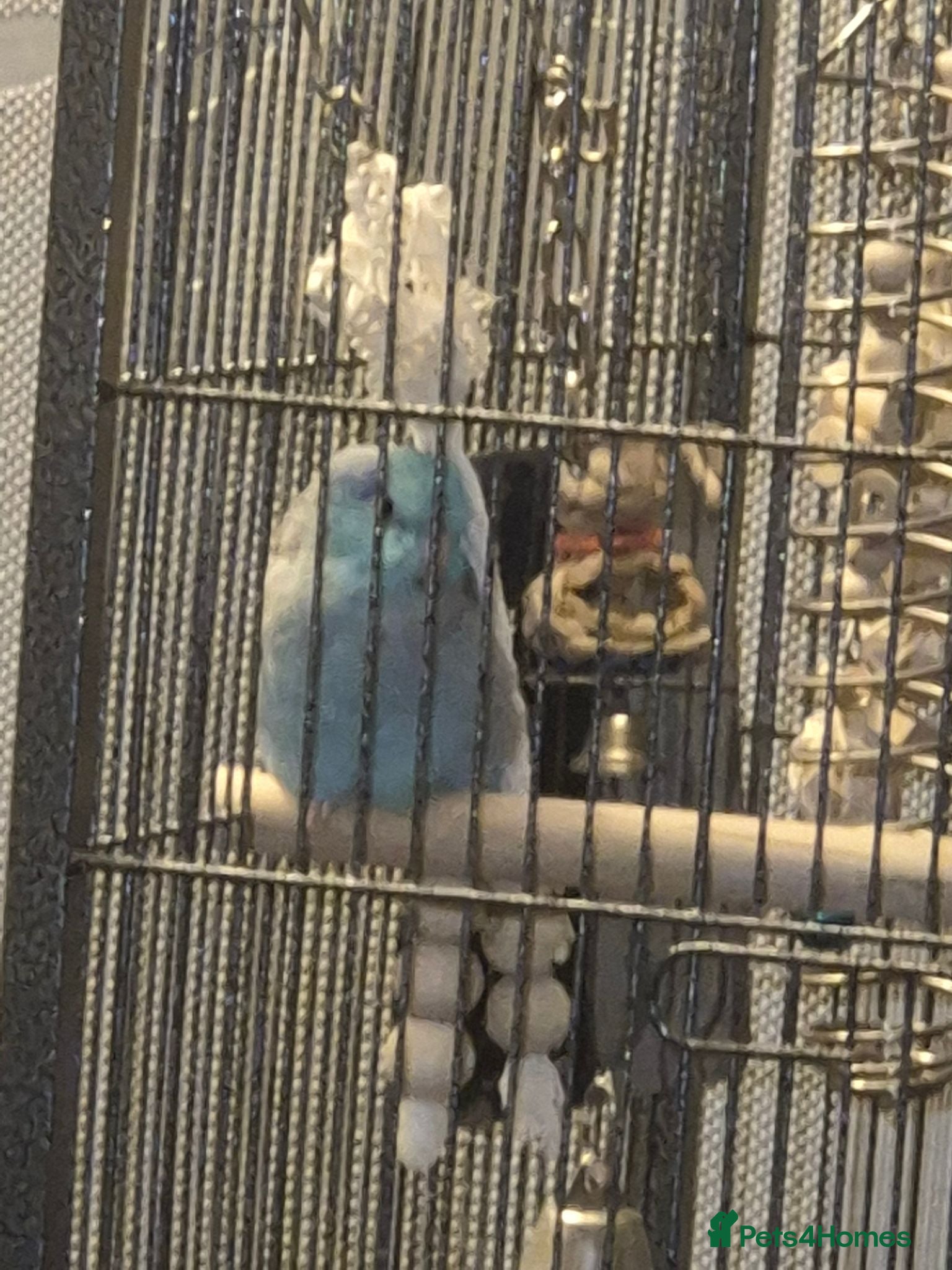 Parakeets birds Blue parrolete free to a good hime - Advert 1