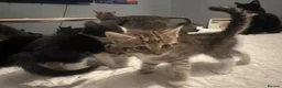 Mixed Breed cats for sale: 2 tabby kittens 🐱  - Advert 15