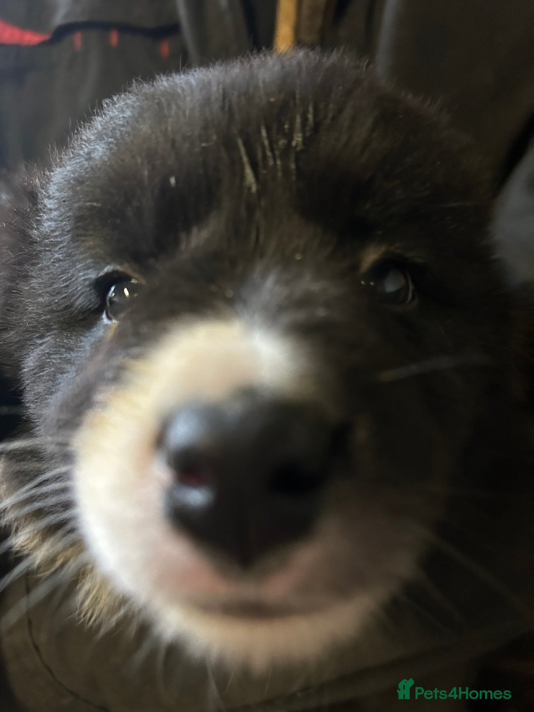 Border Collie dogs for sale: Border Collie Puppies  - Advert 2