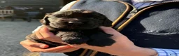 Cocker Spaniel dogs for sale: Fully Health Tested KC Reg Working Cocker Spaniels in Sheffield - Advert 20