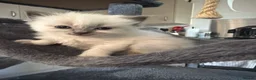 Ragdoll cats for sale: Beautiful ragdoll kittens  in Perth - Advert 4