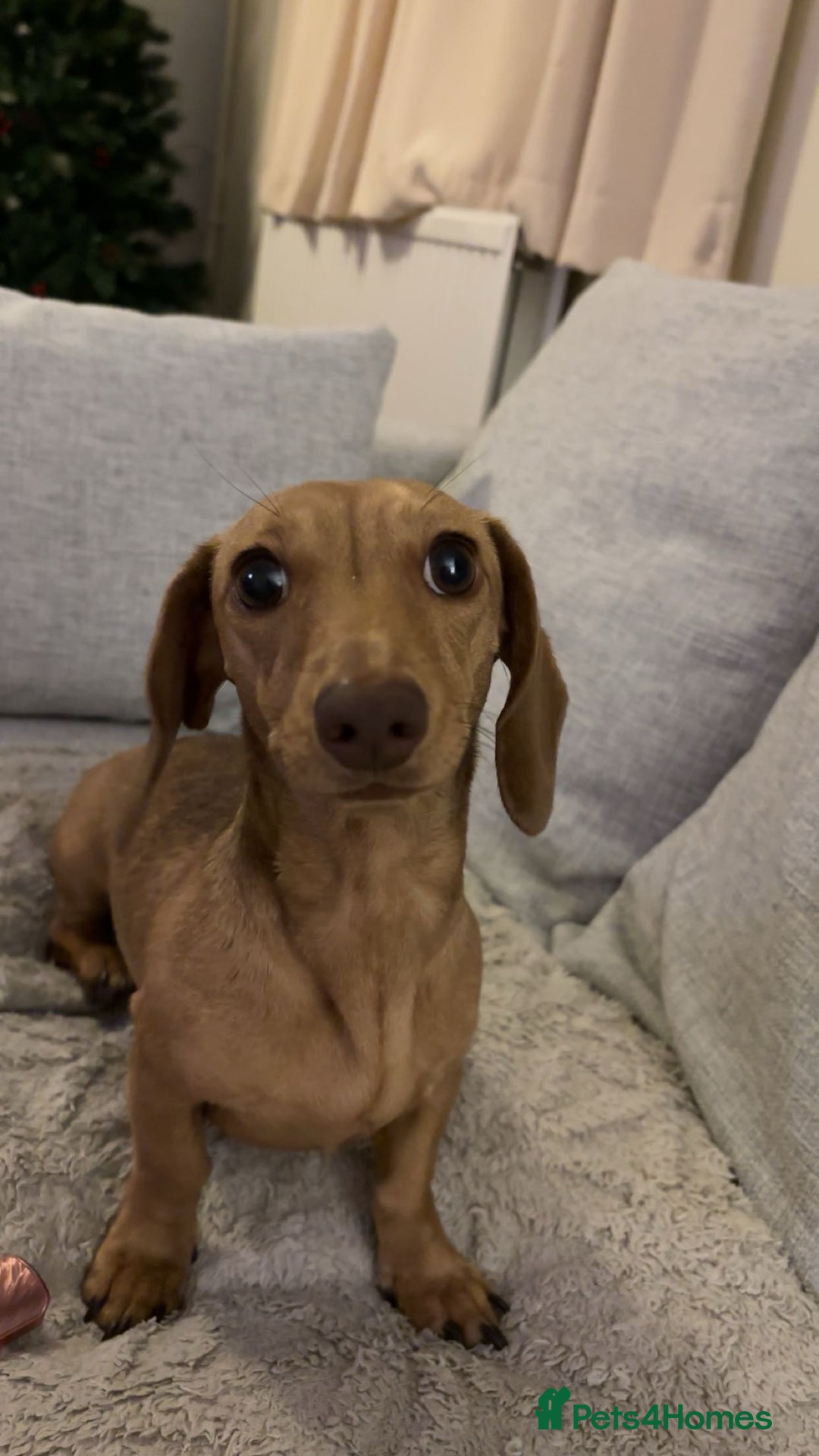 Miniature Dachshund dogs for sale: miniature dachshund female 1yo - Advert 4