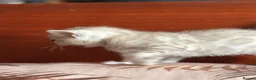 Bengal cats for sale: Beautiful Bengal Kittens – Ready Soon 🐾 in London - Advert 15