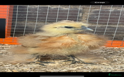 Chickens poultry for sale: Silkie chicks  - Image 1