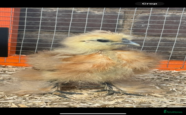 Chickens poultry - Advert 16