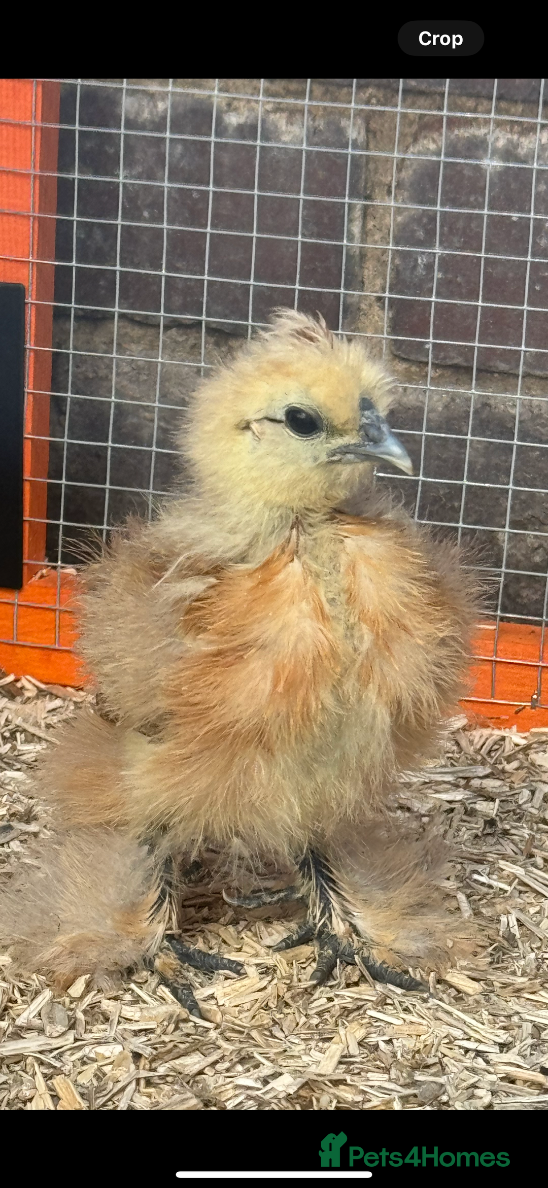 Chickens poultry for sale: Silkie chicks  - Image 1