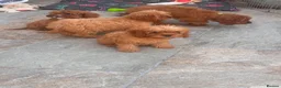 Cavapoo dogs for sale: 🐾 READY fully health tested F1 Cavapoo Girls 🐾 - Advert 6