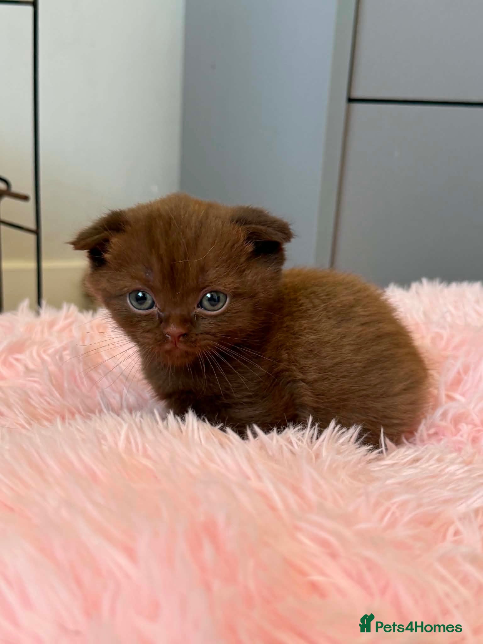 Scottish Fold cats Stunning Scottish fold/straight kittens😻 - Advert 2