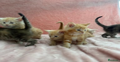 Maine Coon cats - Advert 13