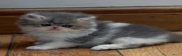 Persian cats for sale: Exotic long haired kittens male and female  - Advert 24