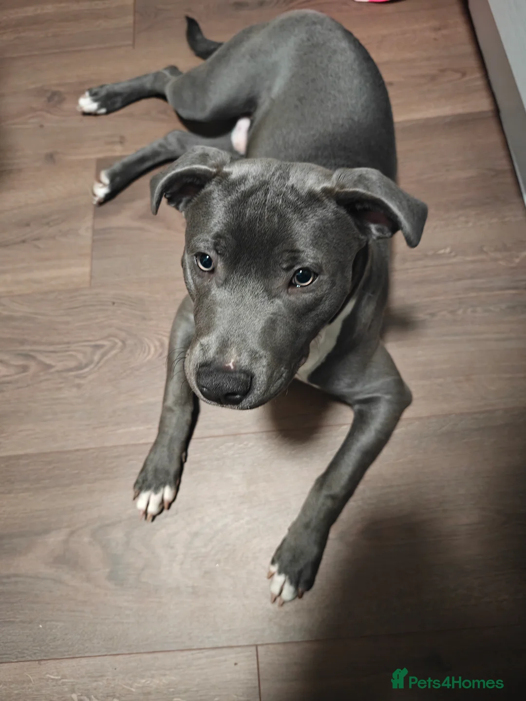 Mixed Breed dogs for sale: 2 Boy Staffys - Advert 3