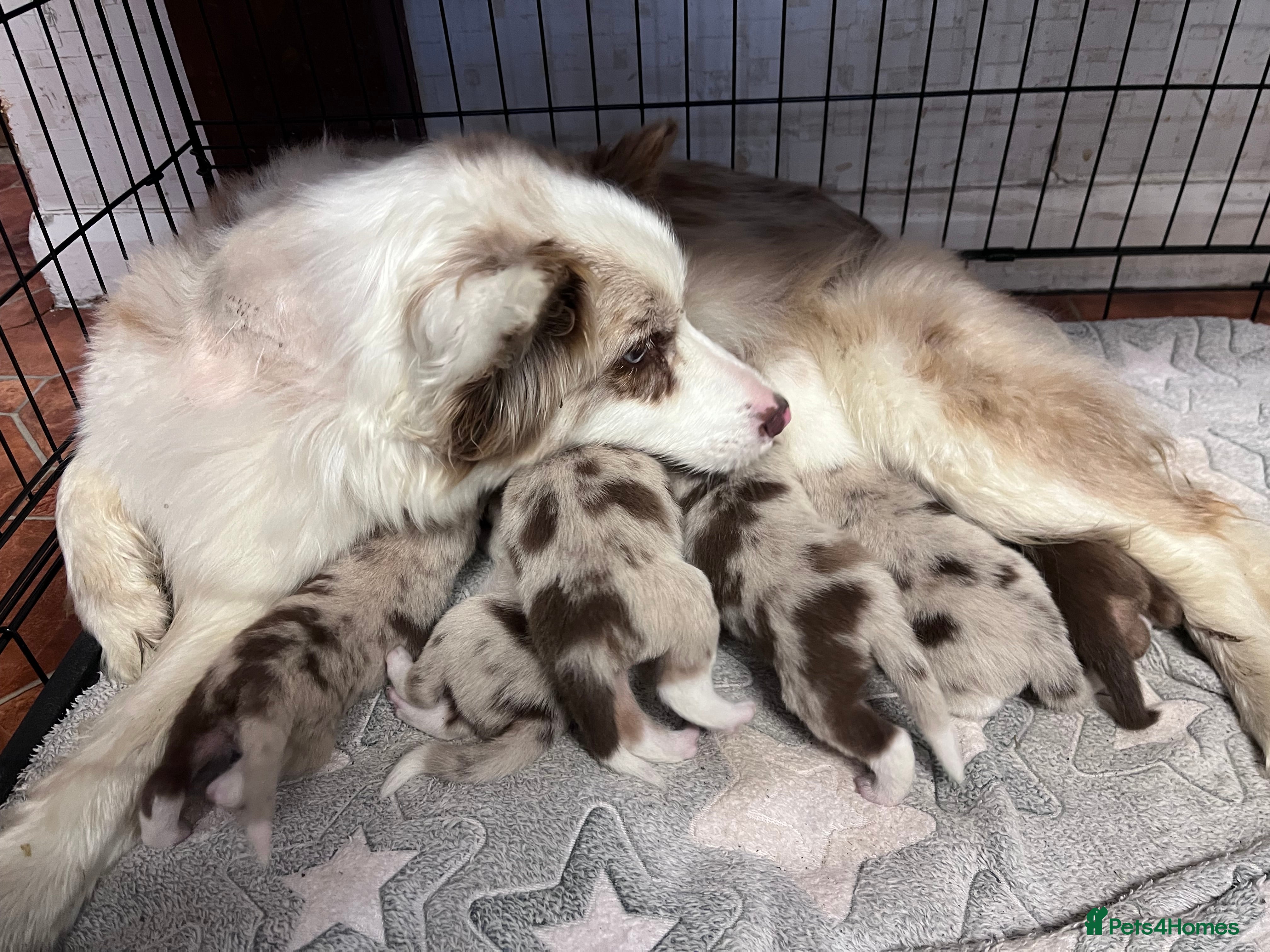 Border Collie dogs 6 Beautiful Red Merle puppies  - Advert 2