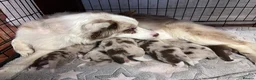 Border Collie dogs for sale: 6 Beautiful Red Merle puppies  - Advert 2