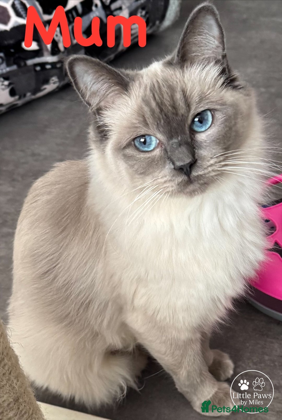 Ragdoll cats for sale: GCCF Exceptional Pedigree Ragdolls 🌸 - Advert 2