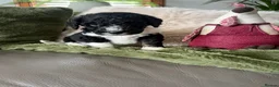 Bernedoodle dogs for sale: Stunning bernedoodle puppies  - Advert 20