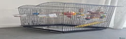 Conures birds for sale: Green-Cheeked Conure in Barking - Advert 9