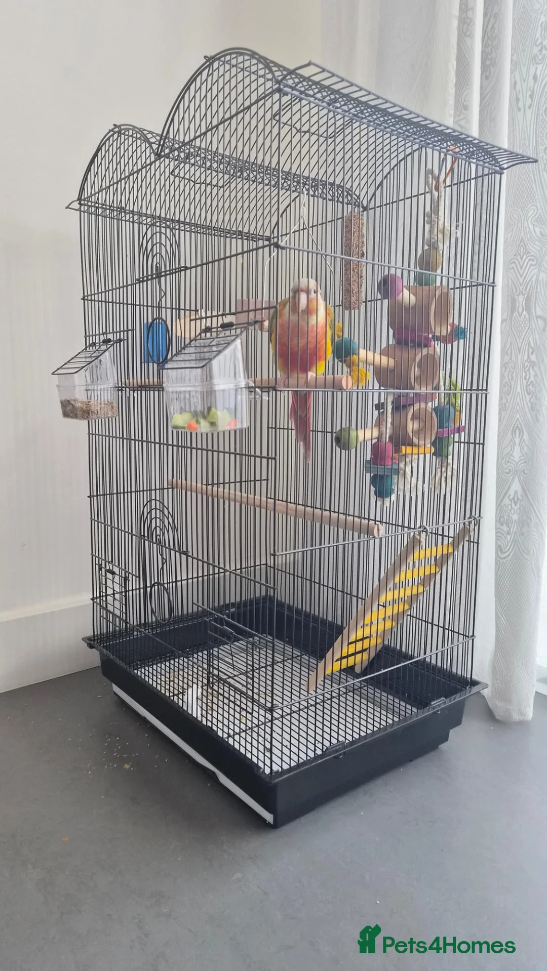 Conures birds for sale: Green-Cheeked Conure in Barking - Advert 9