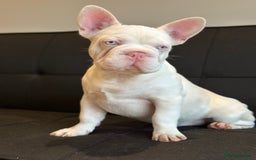 French Bulldog dogs for sale: Pink and white koi male with blue eyes  - Advert 10