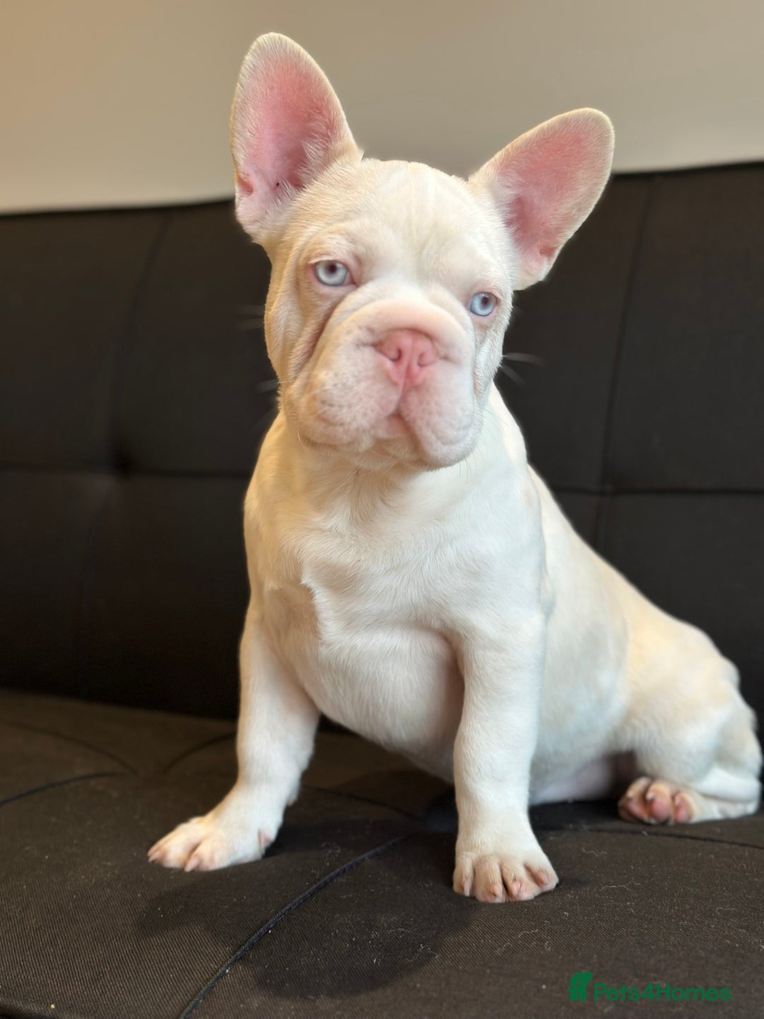 French Bulldog dogs for sale: Pink and white koi male with blue eyes  - Advert 10