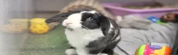 Dwarf Lop rabbits for sale: Hops, male neutered and vaccinated  - Advert 3