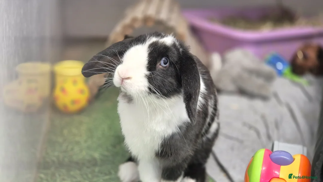 Dwarf Lop rabbits for sale: Hops, male neutered and vaccinated  - Advert 3
