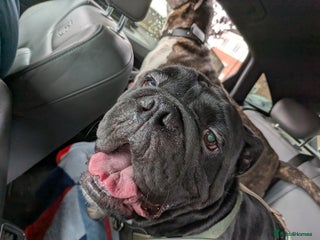 English Bulldog dogs - Advert 4