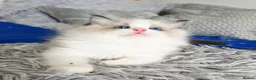 Ragdoll cats for sale: 3 European babies. Champion lines. Tica registered - Advert 24
