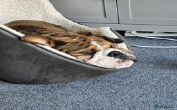 English Bulldog dogs for stud: 1 YEAR OLD MARSHALL READY TO TRY STUDDING  - Image 8