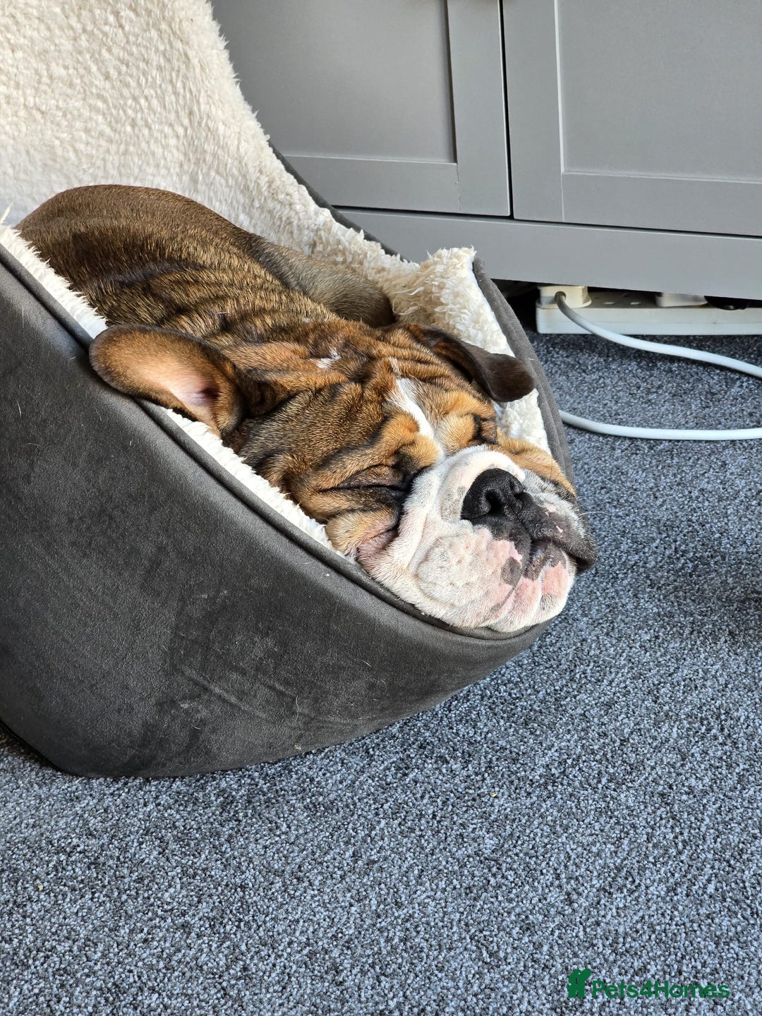 English Bulldog dogs for stud: 1 YEAR OLD MARSHALL READY TO TRY STUDDING  - Image 8