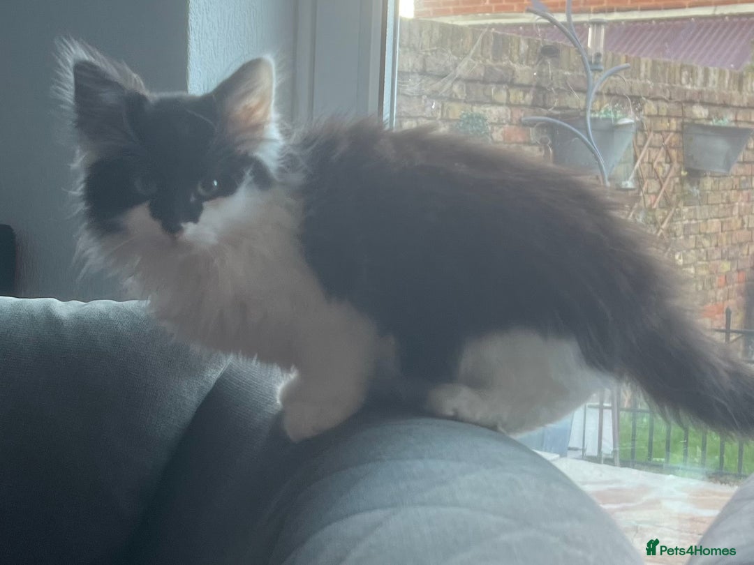 Mixed Breed cats for sale: Beautiful long hair girl needs a home. - Advert 3