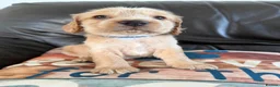Cocker Spaniel dogs for sale: Stunning Cocker Spaniel Puppies - ONLY 1 BOY LEFT - Advert 2