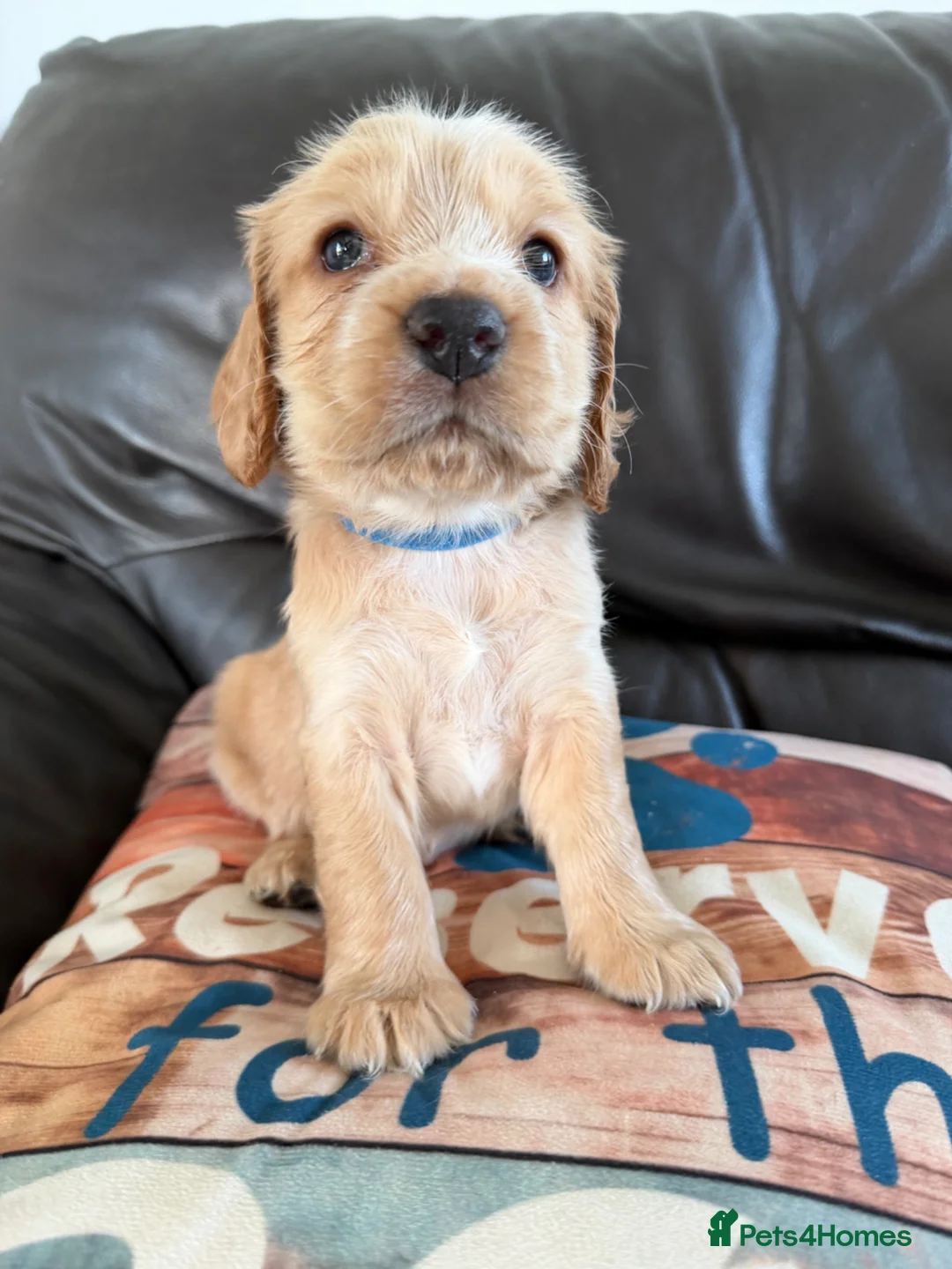 Cocker Spaniel dogs for sale: Stunning Cocker Spaniel Puppies - ONLY 1 BOY LEFT - Advert 2