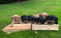 Cavalier King Charles Spaniel dogs for sale: KC reg Cavalier Puppies - Image 7