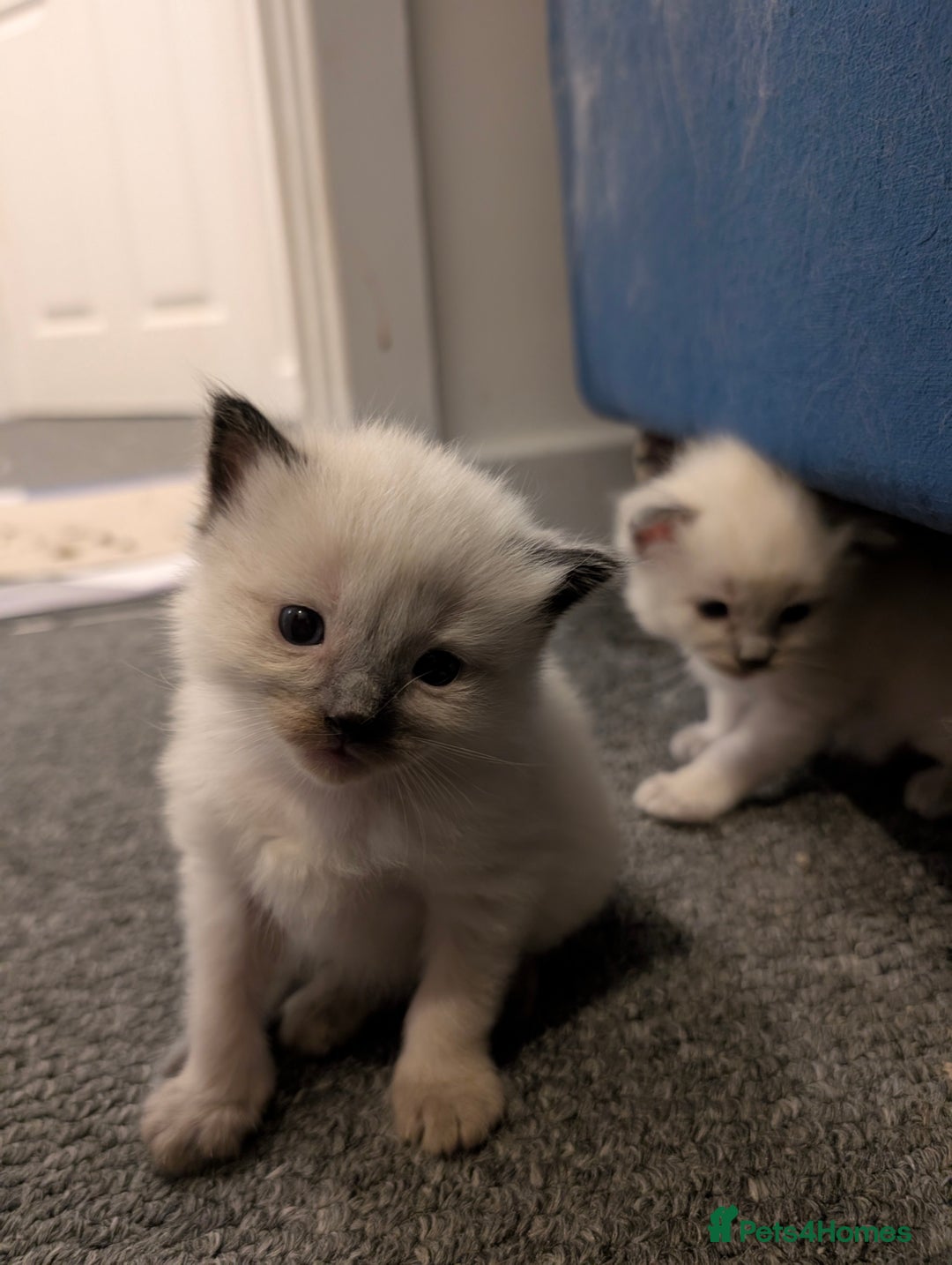 Ragdoll cats for sale: Cute Ragdoll Kittens - Image 5