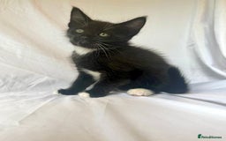 Maine Coon cats for sale: Blue Grey  - Image 9