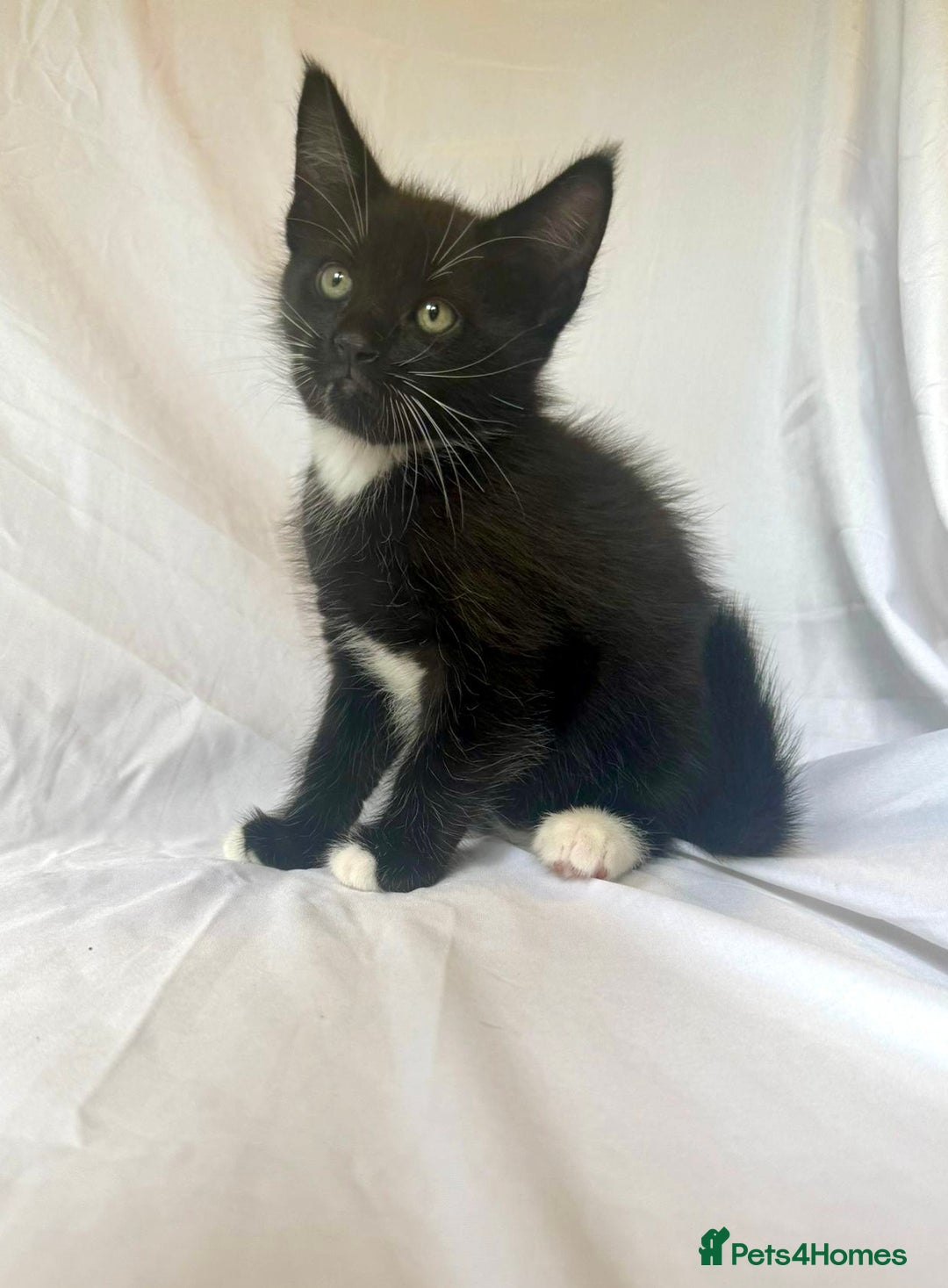 Maine Coon cats for sale: Blue Grey  - Image 9