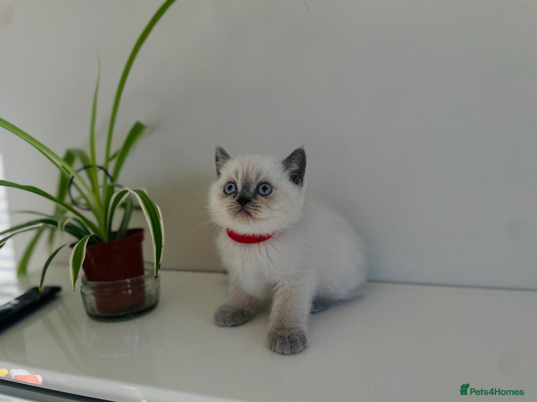 Scottish Fold cats for sale: Very Friendly Kittens, Pedigree Scottish Fold  - Advert 16