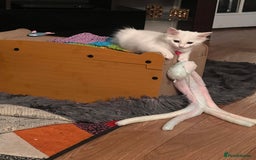 Turkish Angora cats for sale: Kitten  - Image 2