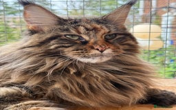 Maine Coon cats for sale: 3 Purebred Maine Coon Kittens - Will Sell Fast!! ✨ - Image 1
