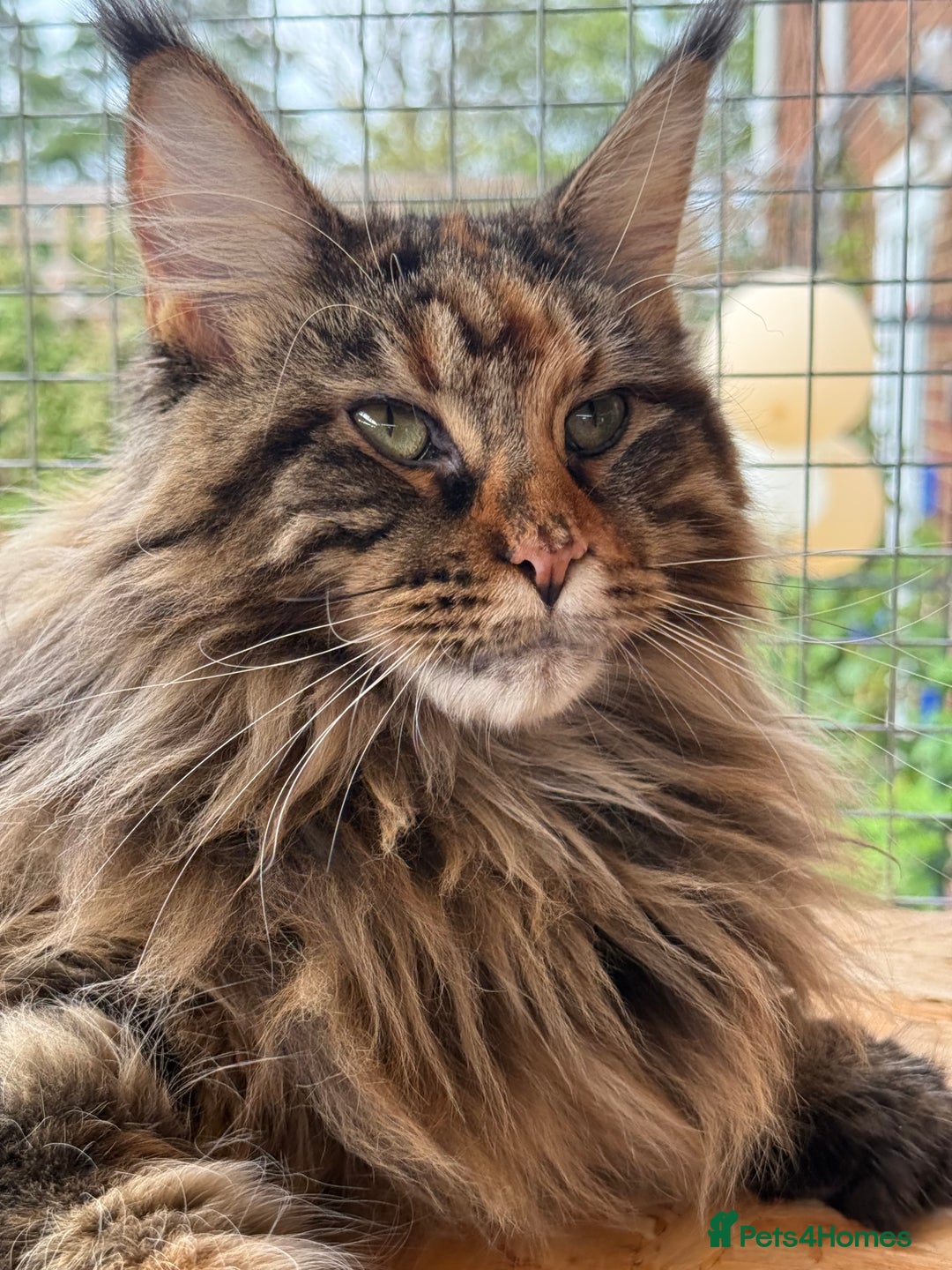 Maine Coon cats for sale: 3 Purebred Maine Coon Kittens - Will Sell Fast!! ✨ - Image 1