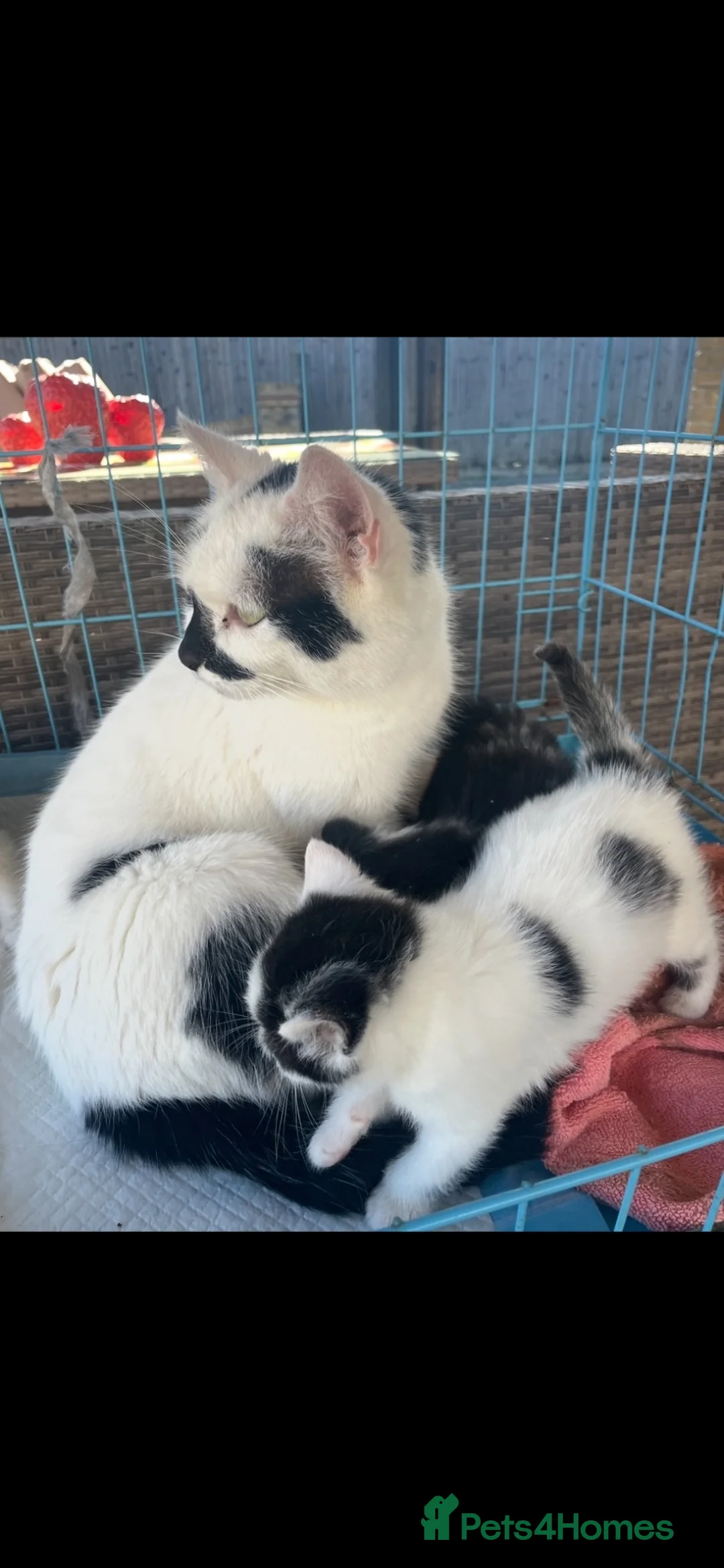 Mixed Breed cats for sale:  Beautiful Longhaired kittens  - Advert 2