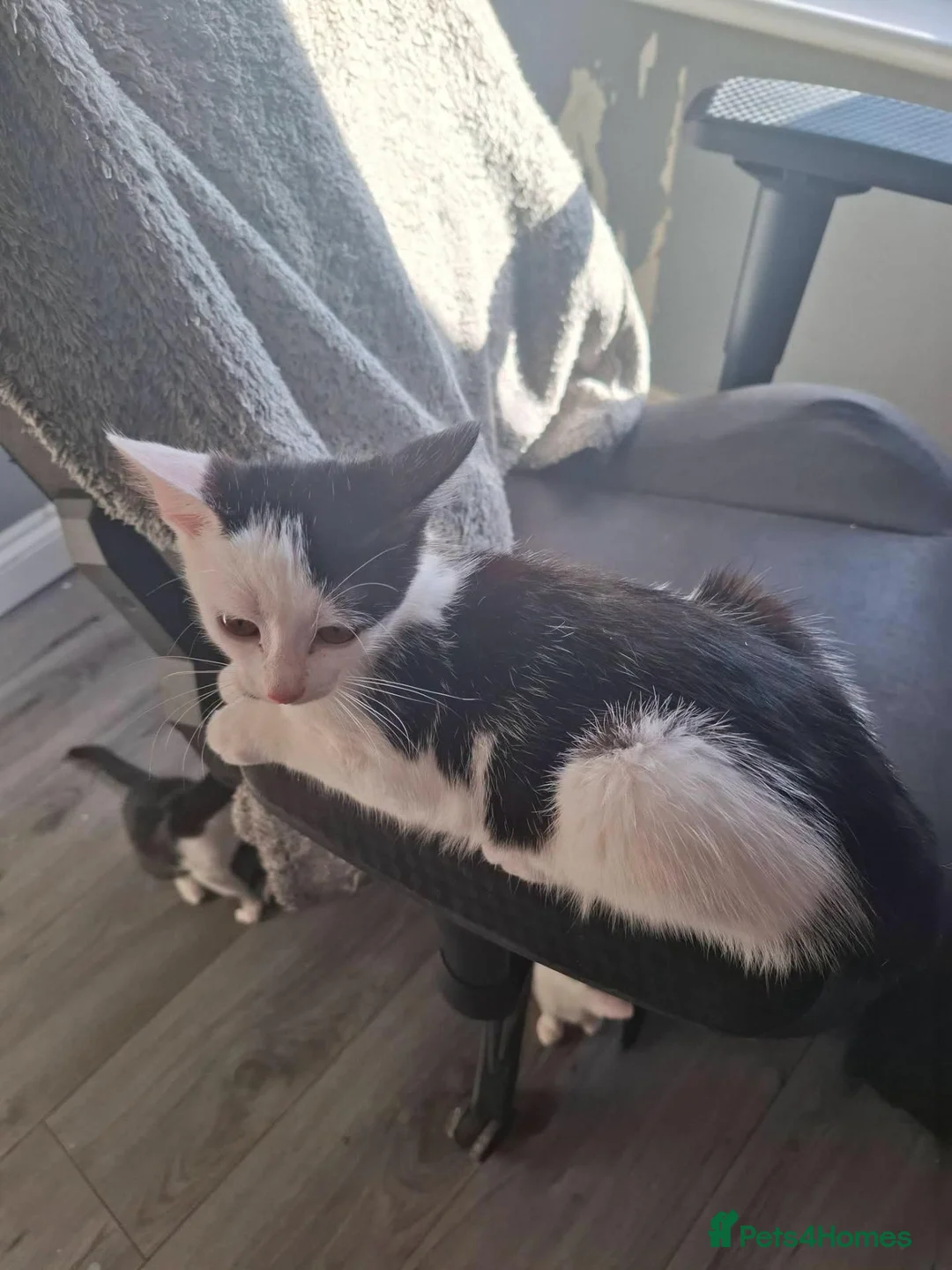 Domestic Shorthair cats for adoption: Gorgeous 14 week old kittens for adoption ❤️💜 - Advert 8