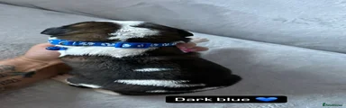 Dark blue boy 