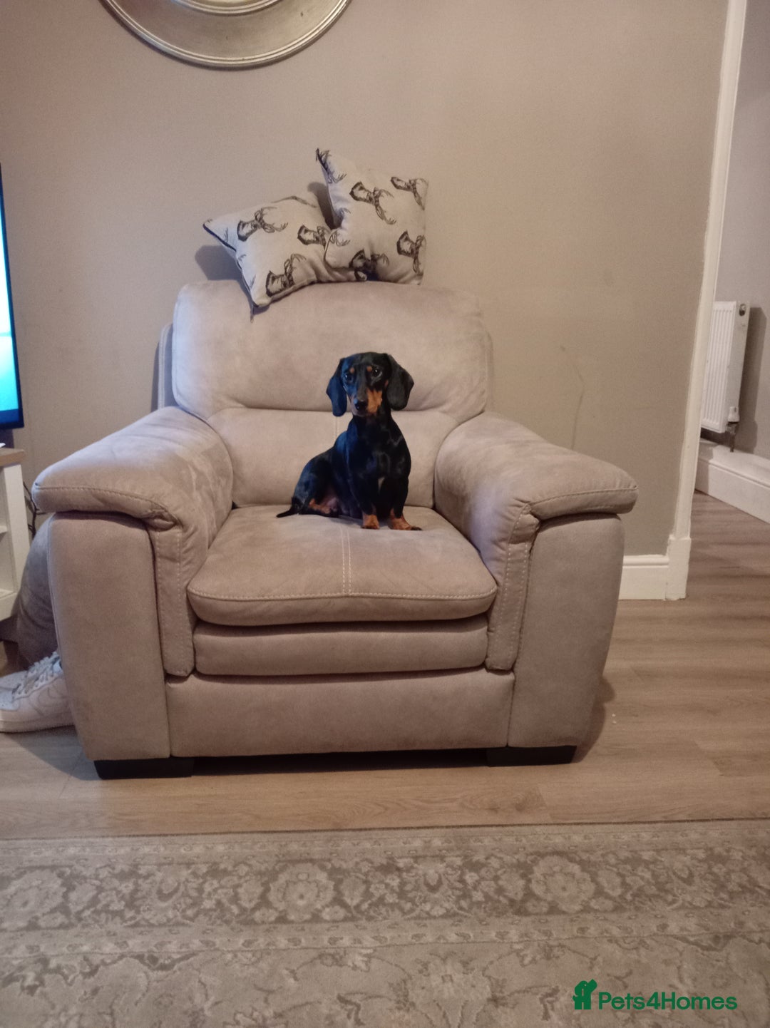 Dachshund dogs for sale: 8 week old daushund  - Advert 3