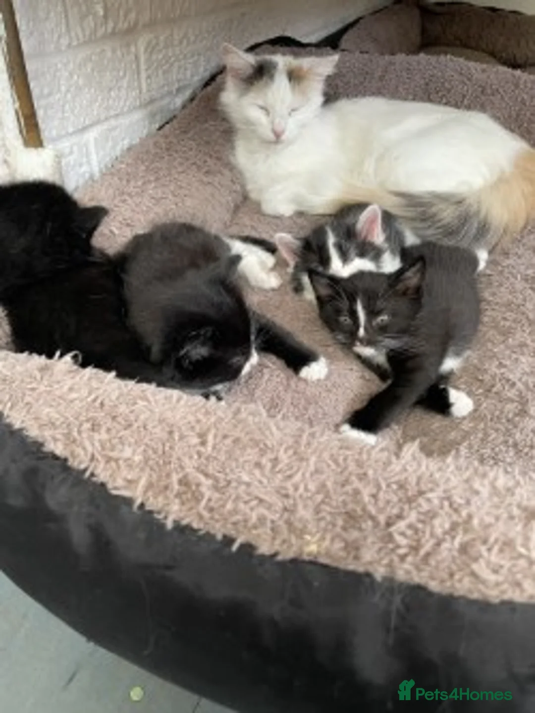 Mixed Breed cats for sale: Kittens for Sale – 4 Mixed Breed Kittens - Advert 16